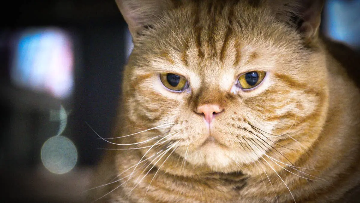 Bruce Willis Finds Forever Home After Being Labeled Shelter’s „Saddest” Cat