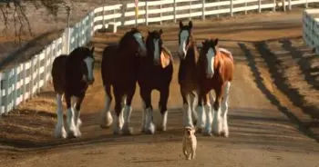 Budweiser Clydesdales and Labrador Puppy Reunite in Heartwarming Commercial