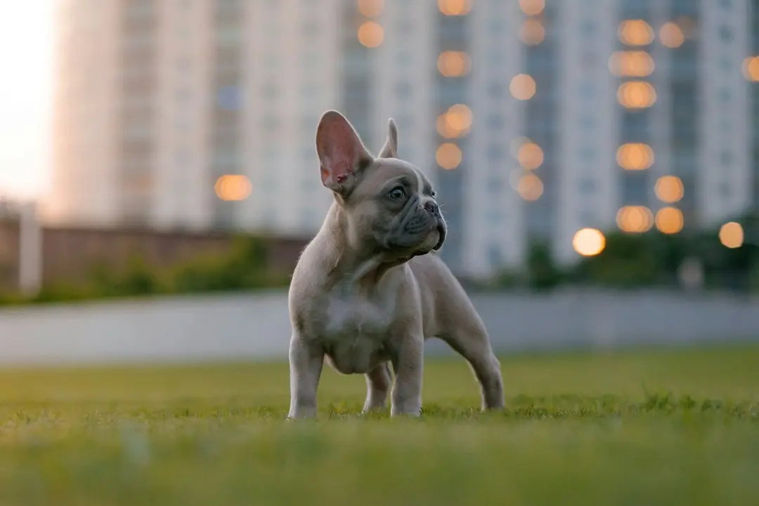 Family’s Bully‑Breed Dog Turns Out to Be the Calm One After Tiny Dachshund Arrives