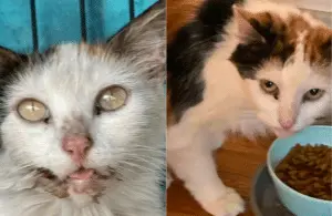 Calico Cat Finds Relief After Painful Struggle for Survival