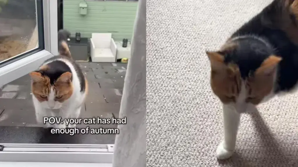 Cat Turns Weather Woes Into Vocal Complaint Session With Owner
