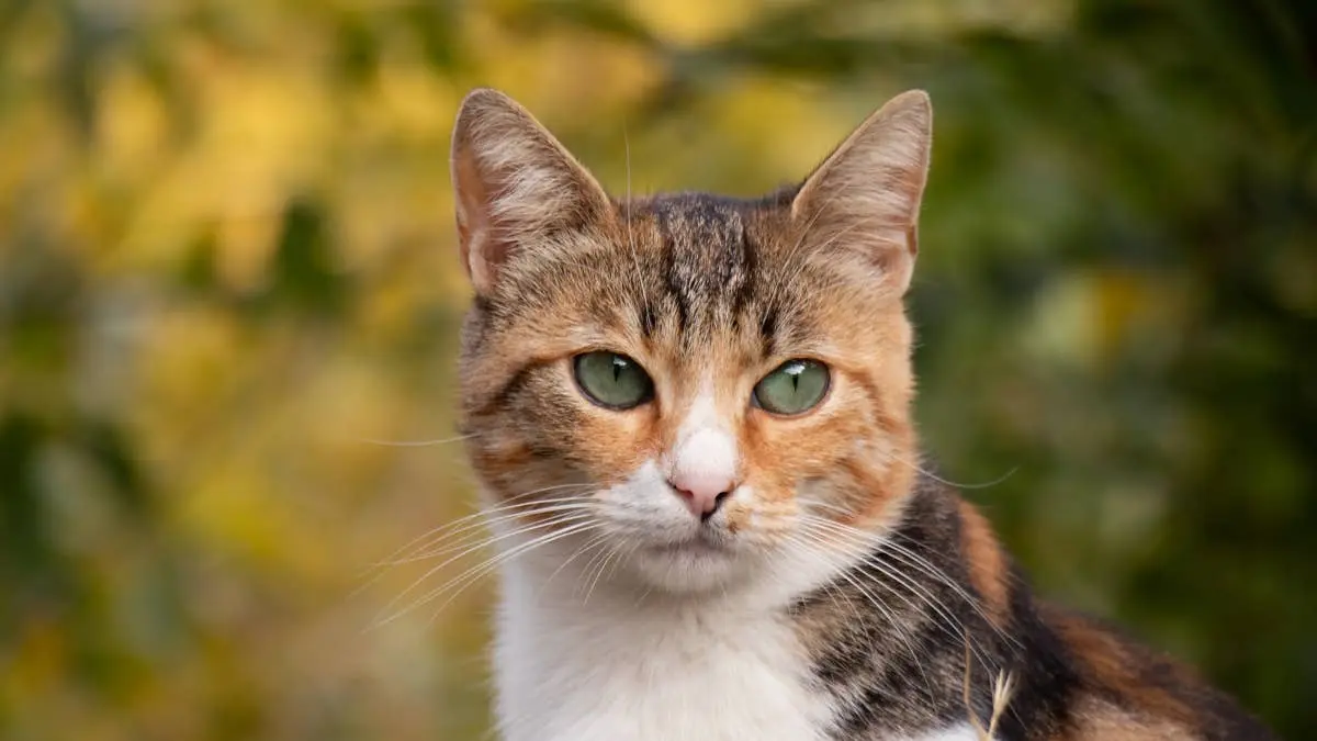 Calico Cat Perches Like a Tiny Human, Leaving Viewers in Stitches