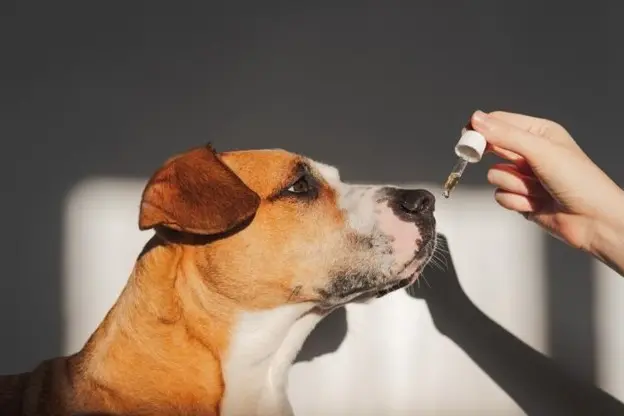 Can Dogs Take Paracetamol? A Dangerous Misconception