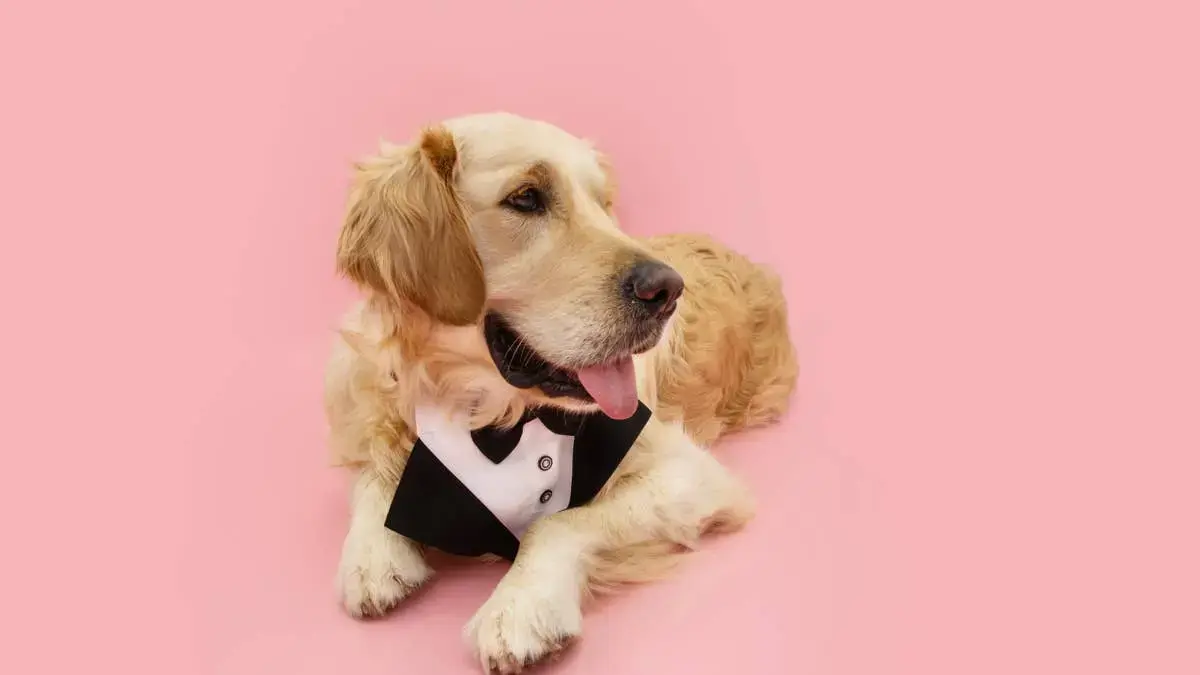 Capitals' Take Your Dog to Work Day Delivers Adorable Hockey Pup Interviews
