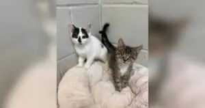 Cat Breaks Into Blind Kitten’s Kennel and Refuses to Let Her Face the World Alone