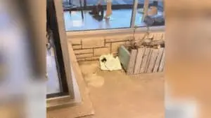 Cat Cafe Owner Discovers Abandoned Kitten Before Grand Opening