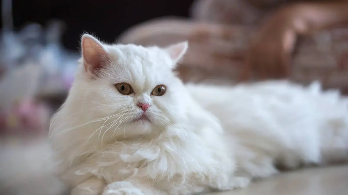 Cat Dad’s Costume Routine Turns Persian Mix Into Halloween Star