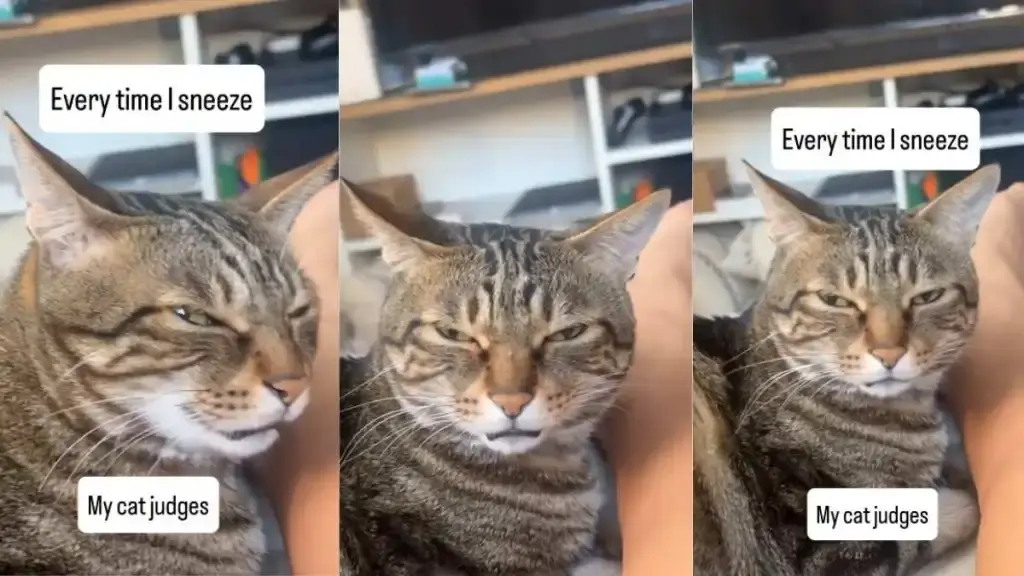 Cat Delivers Withering Stare to Halt Human Sneeze Before It Happens