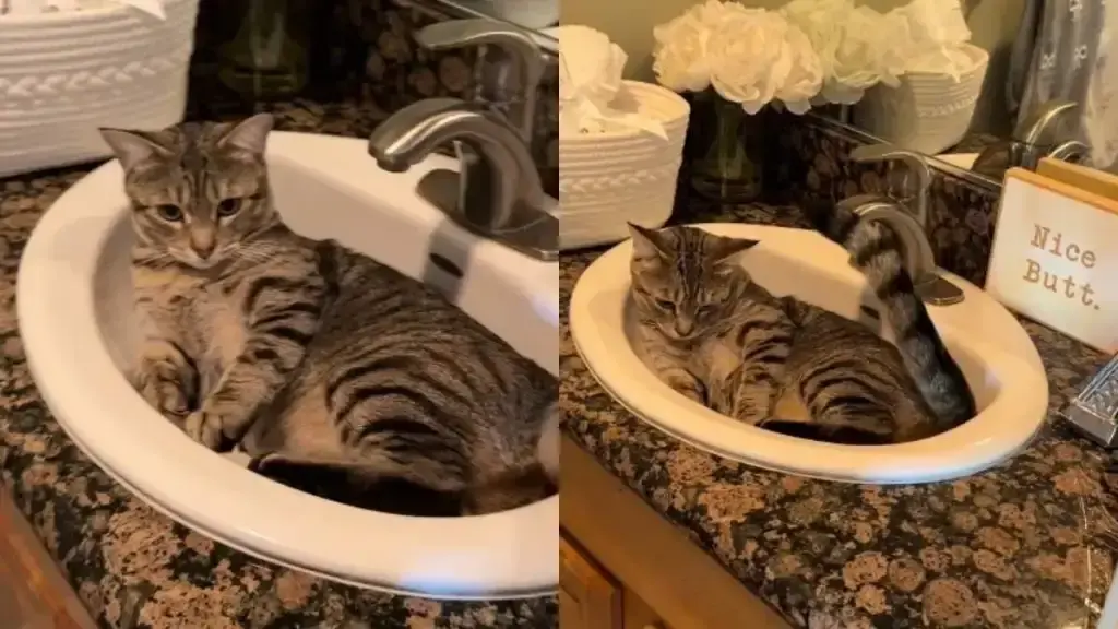Cat Finds Comfort in Kitchen Sink After Owner’s Persistent Calls