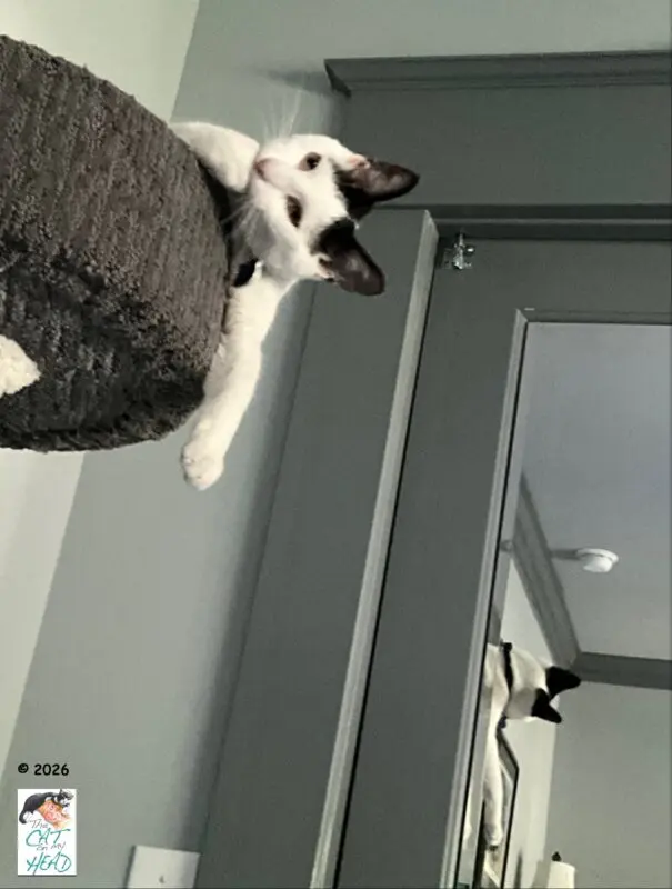 Feline Star Demonstrates Incredible Multitasking Skills