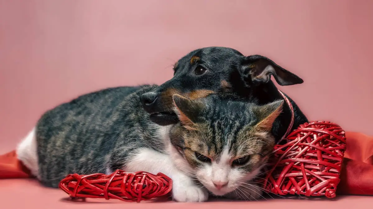Cat Feigns Annoyance as Doberman Claims Water Dish, Sparks Viral Vibes