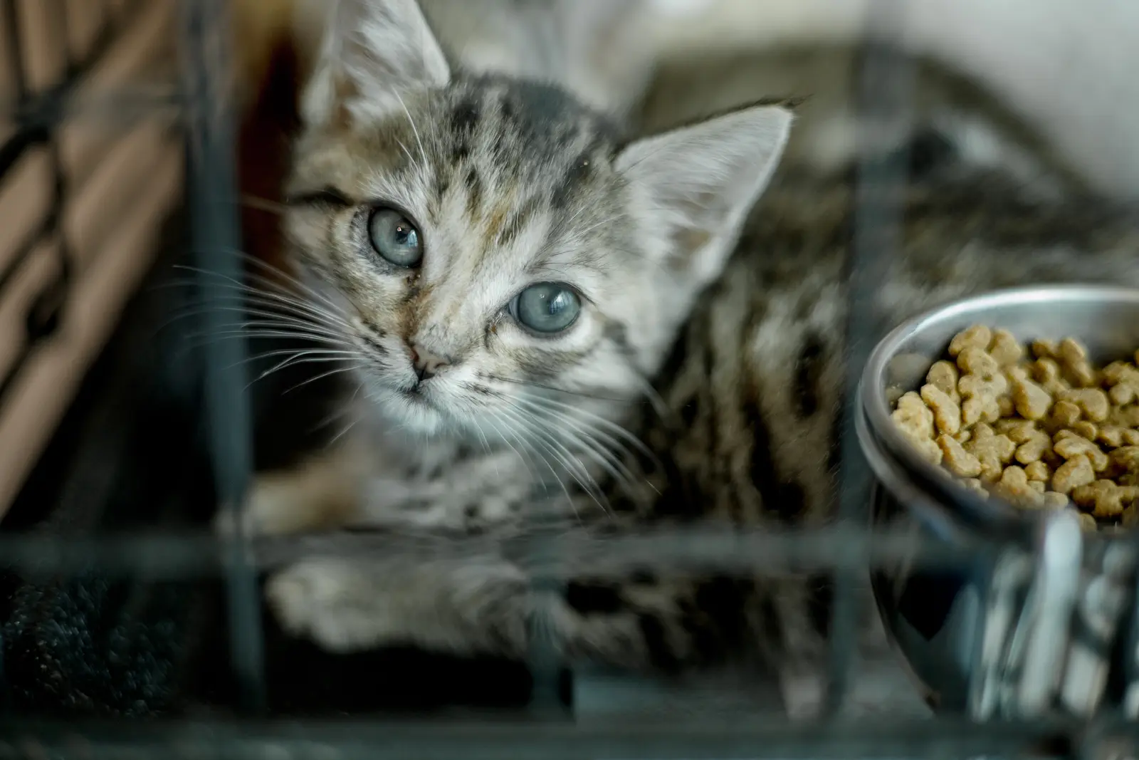 The Cat Network: A $35 Reward Sparked a 30-Year Fight for Community Cats