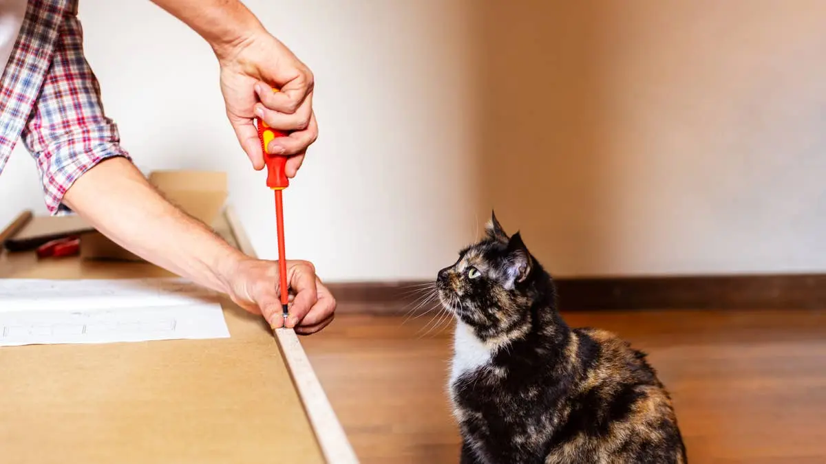 Pet Owner Takes Ragdoll Cat to Hardware Store for Unique Bonding Experience