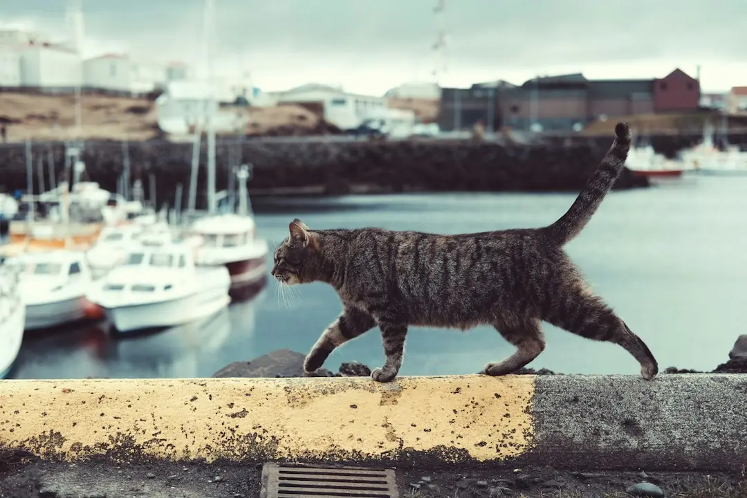 Cat Years Hydration Booster Review: We Tested It With 5 Cats
