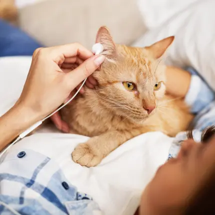 Cats and Music: What Science Reveals About Feline Musical Tastes