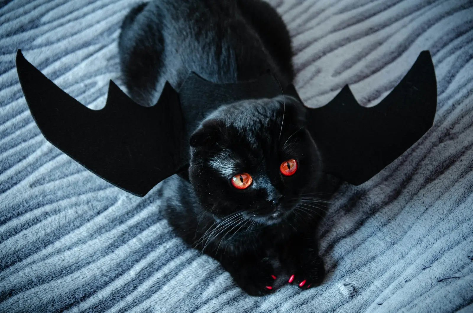 Cats exhibit behaviors that defy simple biological explanation, leading many owners to suspect supernatural abilities