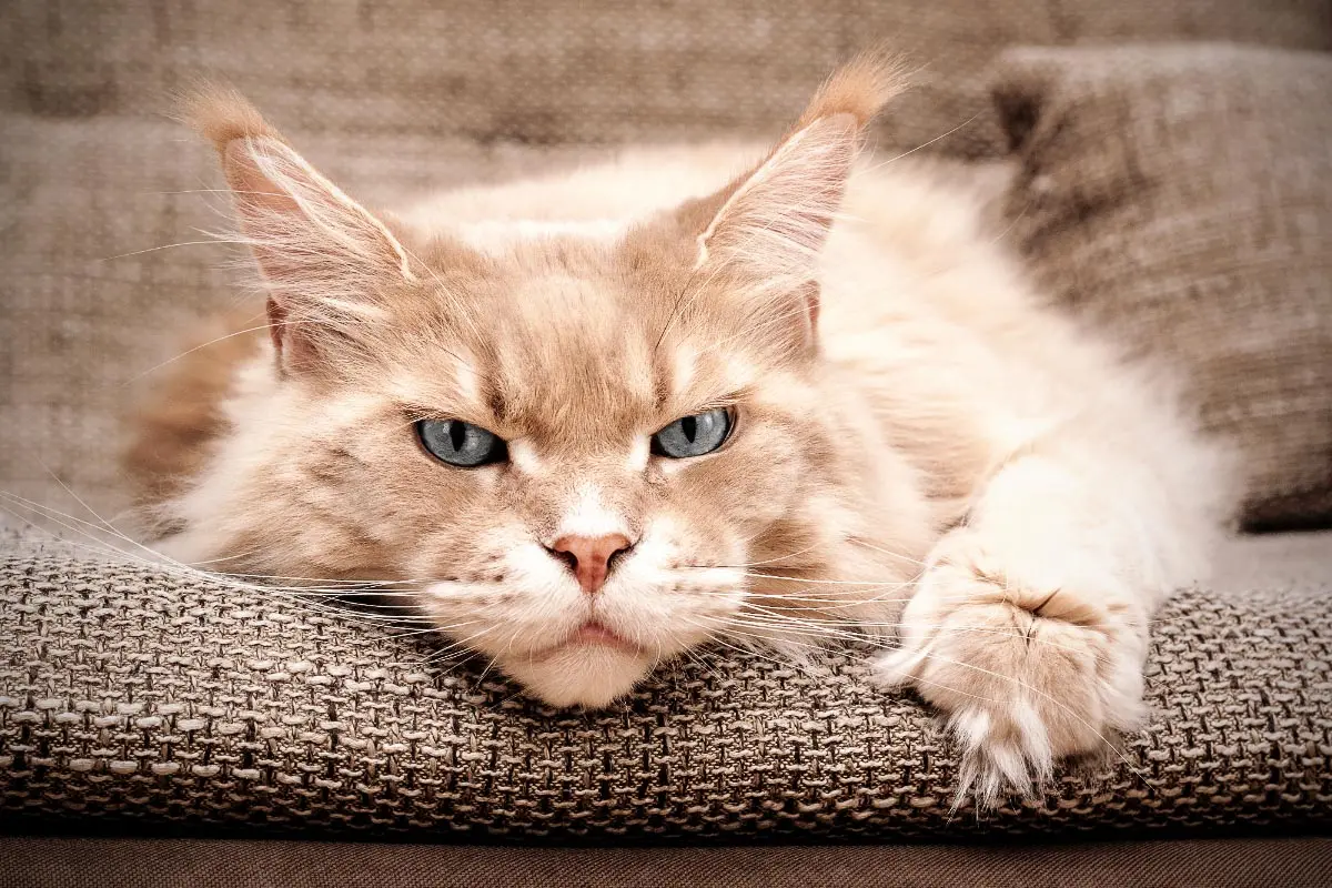 Cats Can Experience Depression, Experts Warn