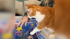 Cats Discover Water Mat for the First Time, Reactions Are Hilarious