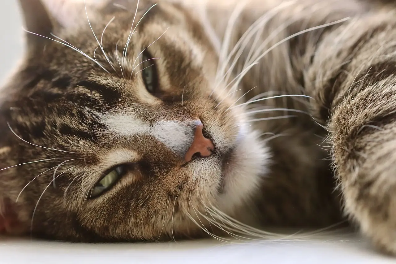 Cats Judge Your Life, and Their Verdicts Aren’t Pretty