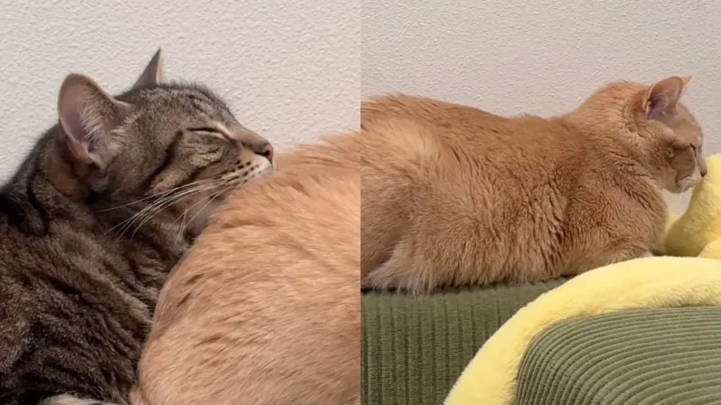 Cats Make Sleeping Together Look Like a Full‑Contact Sport With Their Odd Positions