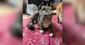 Cat's Mom Turns Feline Into Living Pokémon Costumes