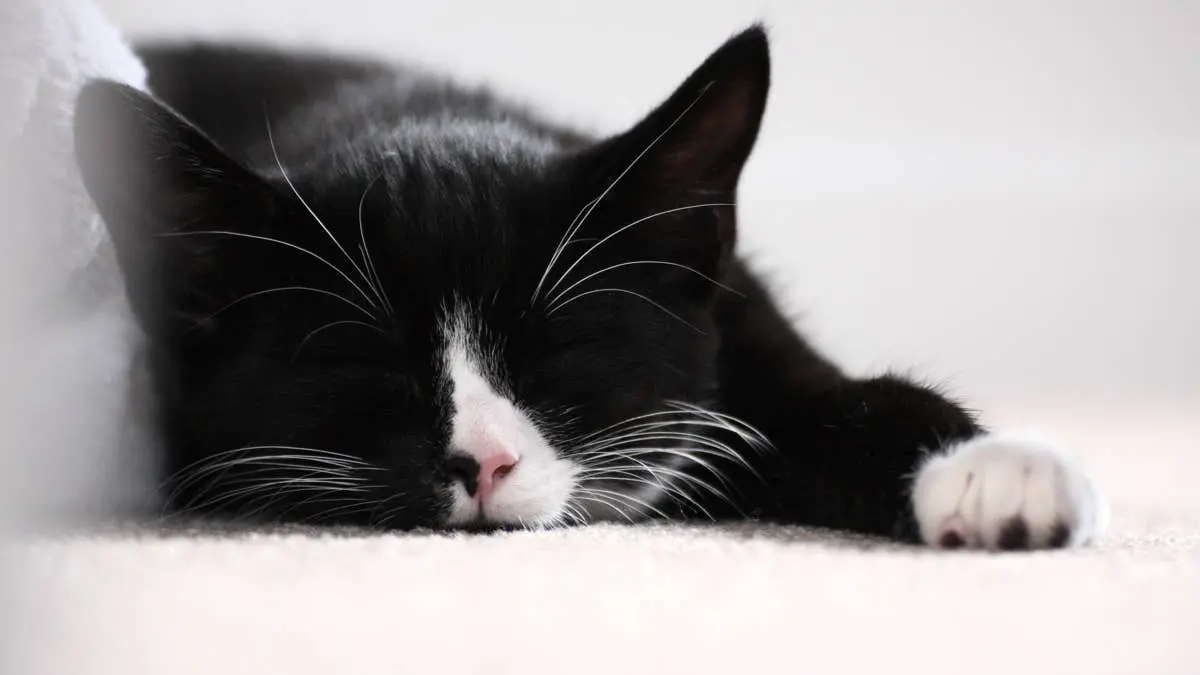 Cat’s Nap Interrupted by Mom’s Dance Routine, Viral TikTok Sparks Laughter