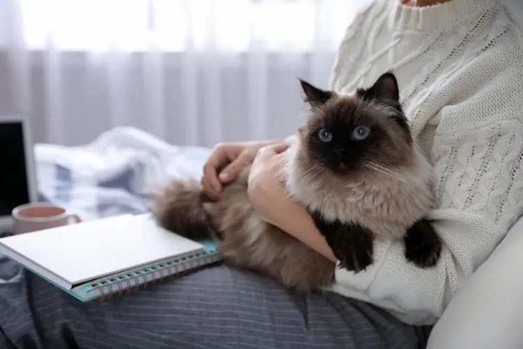 Cats track human behavior with surprising precision