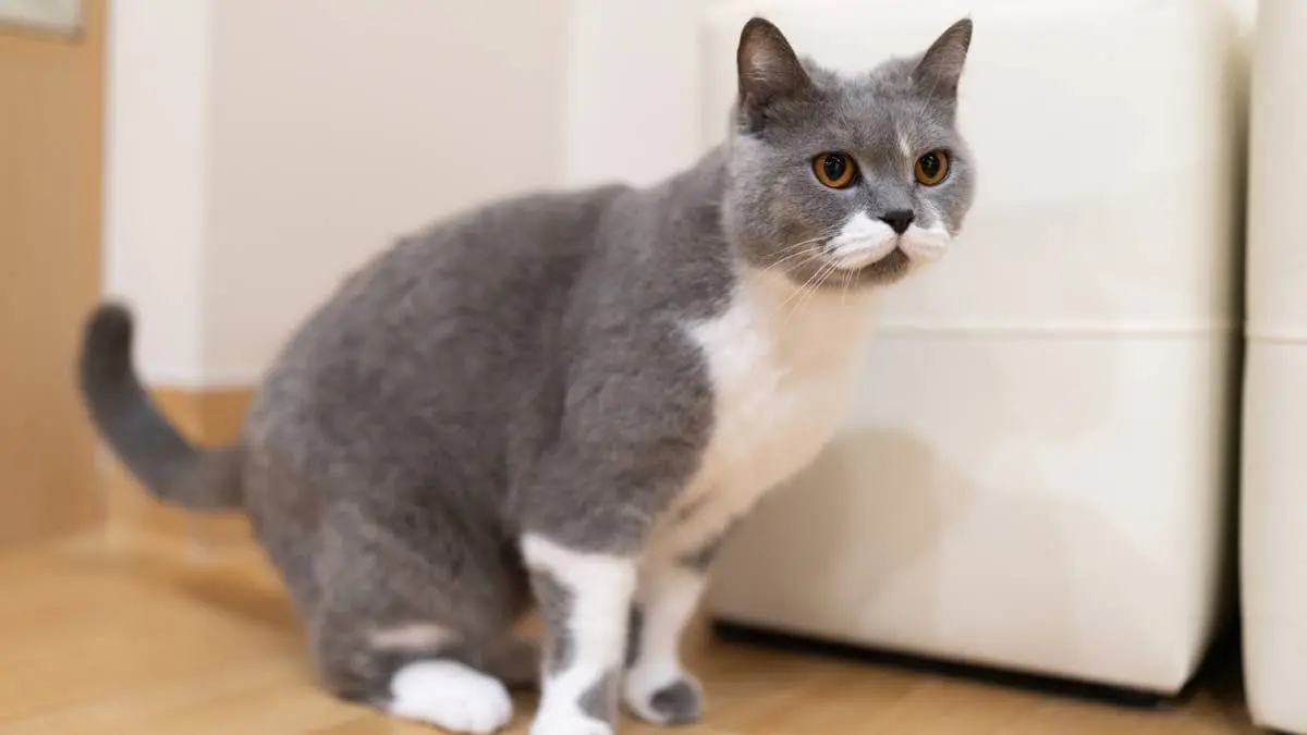 Chatty Foster Cat Finally Meets His Feline Siblings After Begging to See Them For Weeks