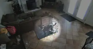 Chilling Camera Footage Captures a „Ghost” Removing a Dog's Collar