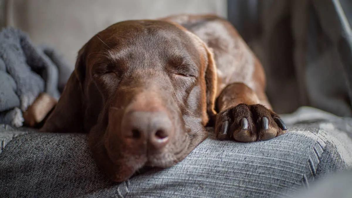 Chocolate Labrador Plays Hide-and-Seek After Being Caught Red-Handed
