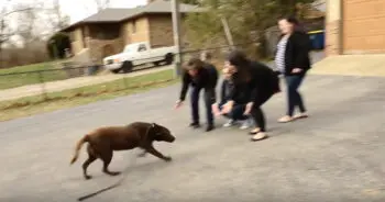 Chocolate Lab Reunited With Family After Five Years