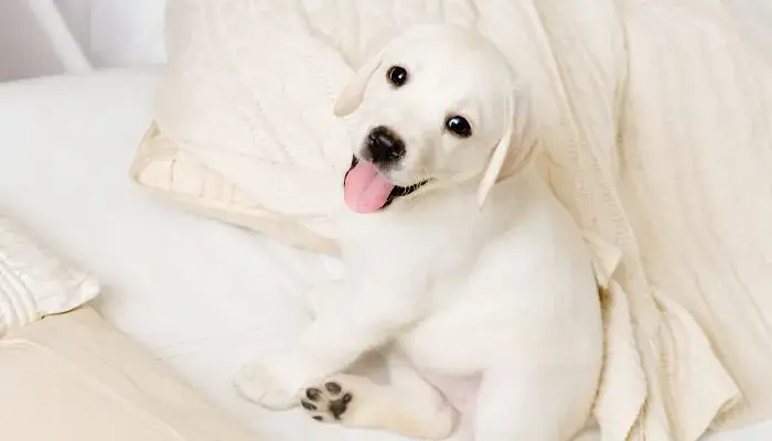 Choosing the Perfect Russian Name For Your New Puppy