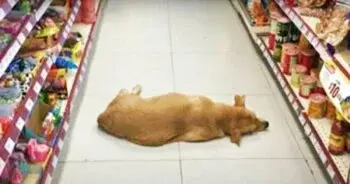 Clerk Opens Store Doors for Stray Dog During Extreme Heat Wave