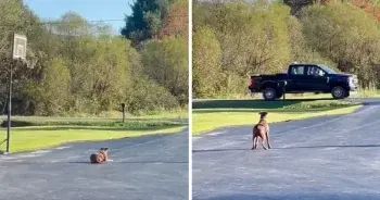 Dog Finds Forever Home After Miner’s Daily Encounter