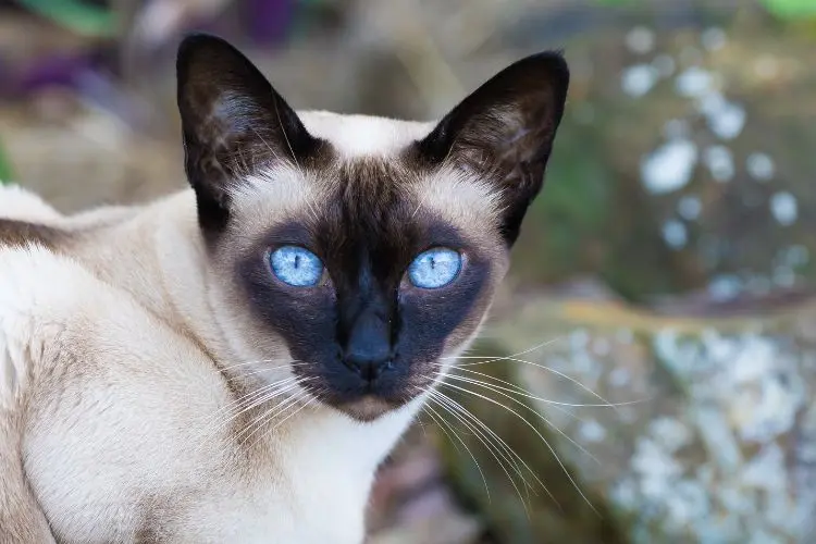 Nobody Warns You About These Cat Frustrations — But Every Owner Learns Them
