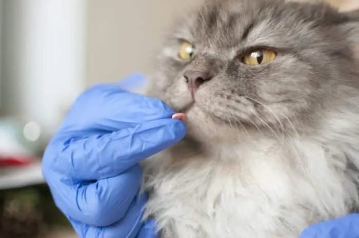 Common Flea Pill Capstar’s Active Ingredient Repurposed to Fight New World Screwworm
