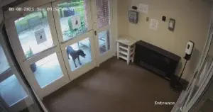 Connecticut Dog Runs Two Miles To Find Mom Left Behind