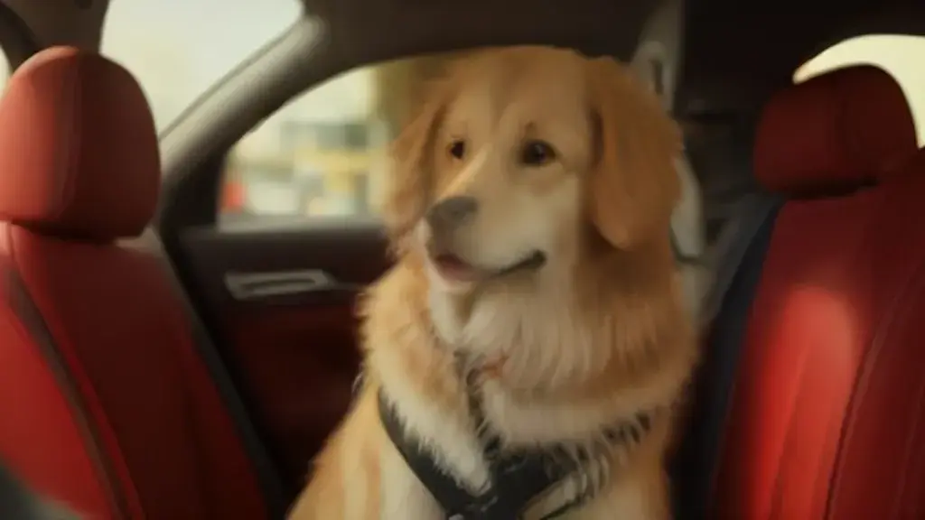 constatari daune RCA – onedaune.ro: How to Safely Transport Pets in Your Car After a Minor Bump