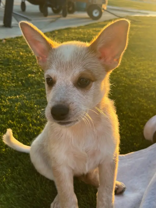 Copper, the 13‑week‑old deaf Australian Cattle Dog, seeks a forever home