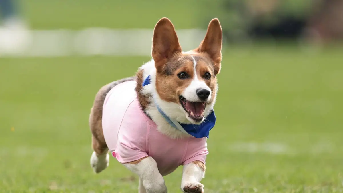 How One Corgi Owner Warns Future Herding Dog Parents About the High Energy Game