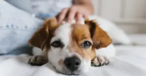 Pregnant Partner Urged to Surrender Longtime Dog Over Pet-Free Apartment Hunt