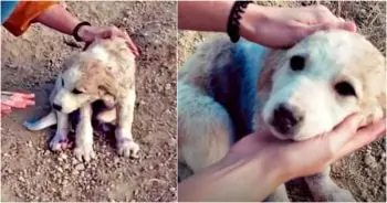 Mountain Rescue: Couple Finds Injured Puppy Covered in Blue Paint