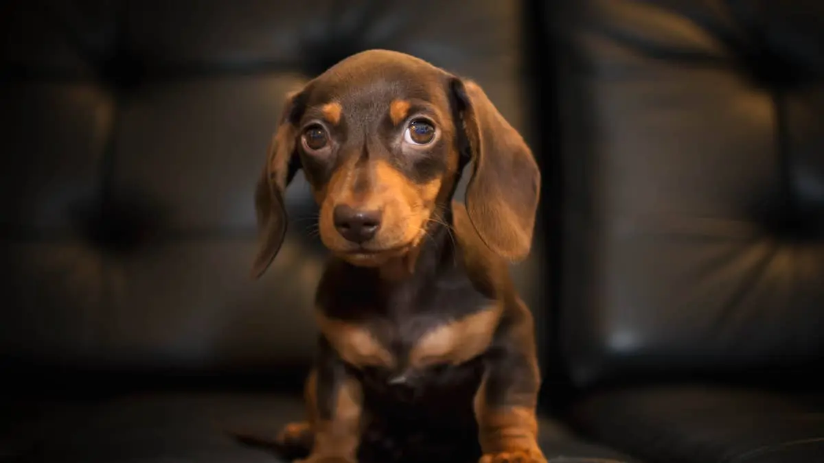 A Dachshund Puppy Spotted His Friends Waiting for Him at the Pier and Completely Lost It