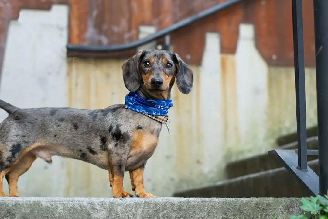 Dachshund Finds Comfort in Carrier While Touring Nashville