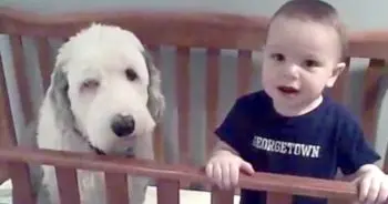 Dad Discovers Family Dog Snuggled in Toddler's Crib