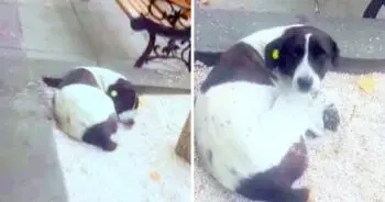 Dad Finds Lost Dog After Three Years, Reunion Brings Tears and Joy