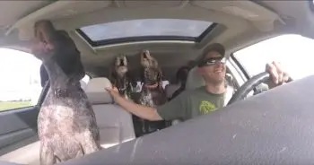 Dad Installs Camera to Capture Dogs' Frenzy En Route to Their Favorite Spot