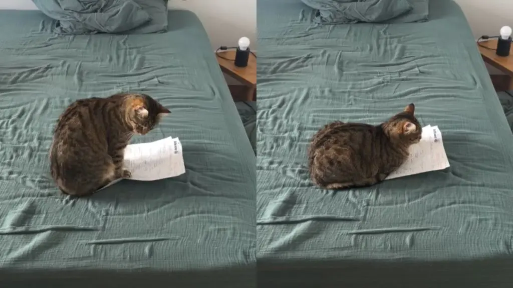 Dao the cat ignores his bed to sit on an important document