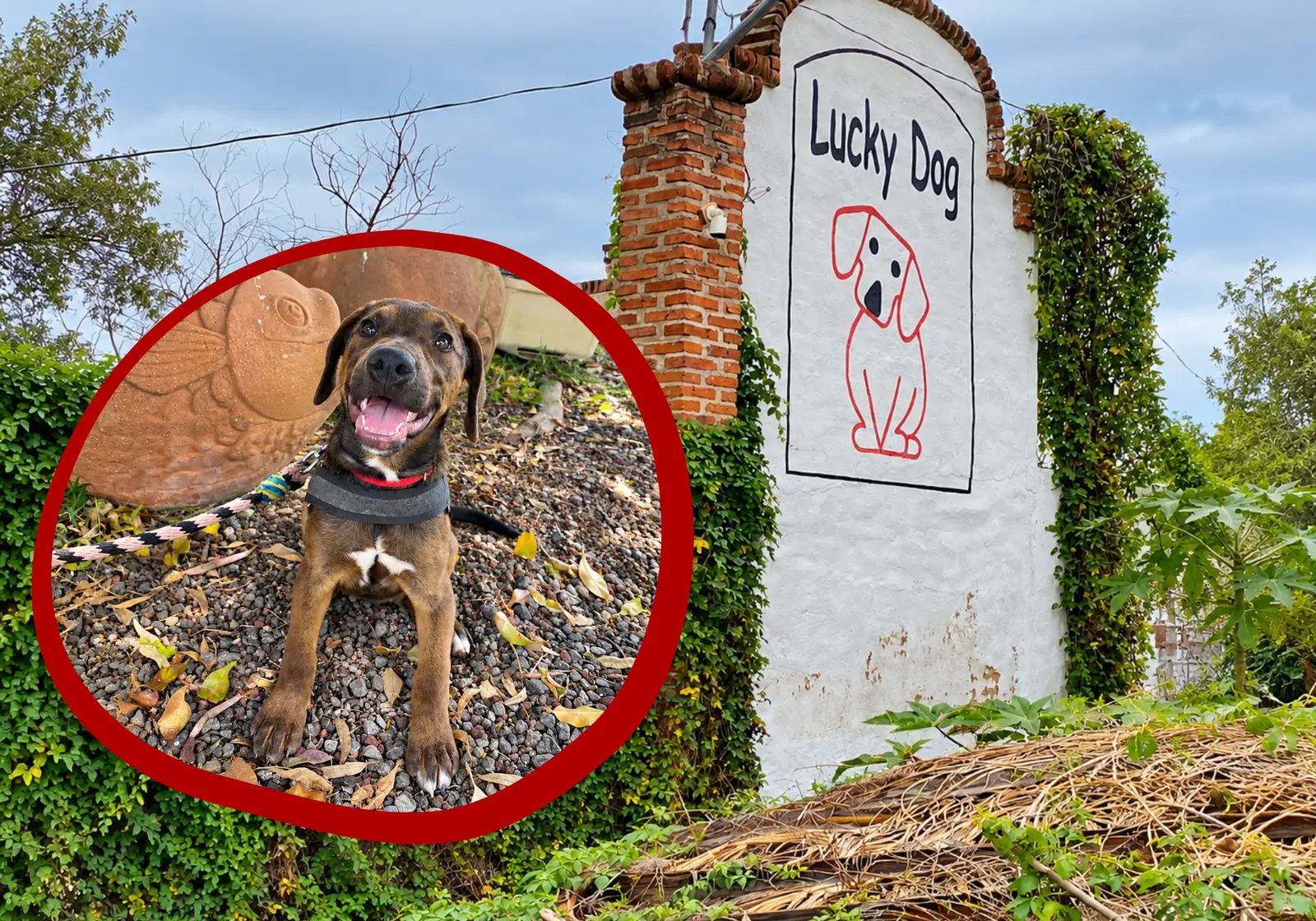 Dave Coverly Explains What Makes a Dog Lucky in the „Speed Bump” Comic
