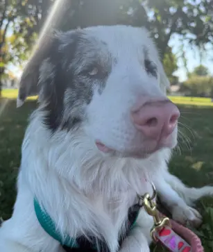 Deaf and blind Australian Shepherd seeks specialized care